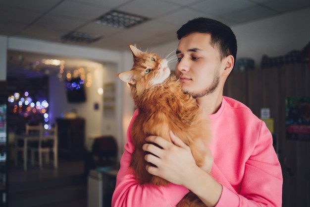 Handsome young man with a beard hugging red-headed maine coon cat