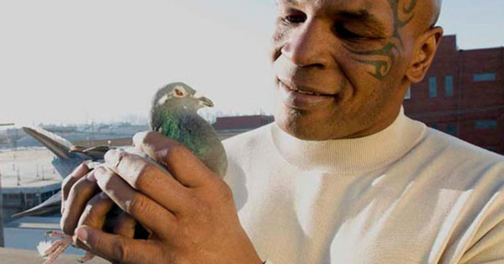 MIke Tyson and his pigeons