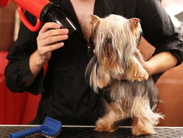 Canine hairdresser with yorkshire dog in salon