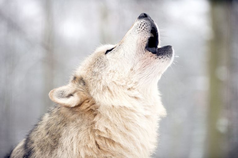 Dogs really are wolves