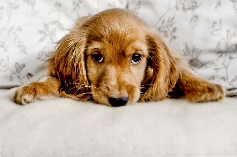 Dogs can actually understand what we say