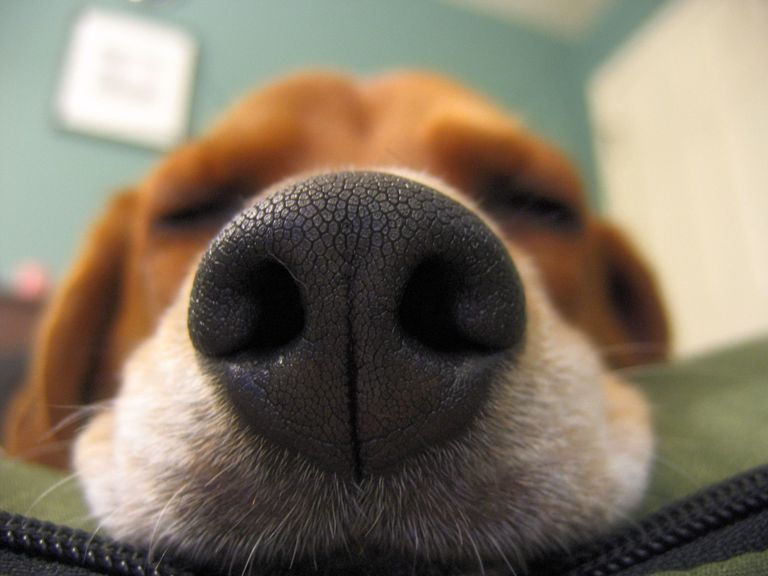 Dogs can actually taste smells