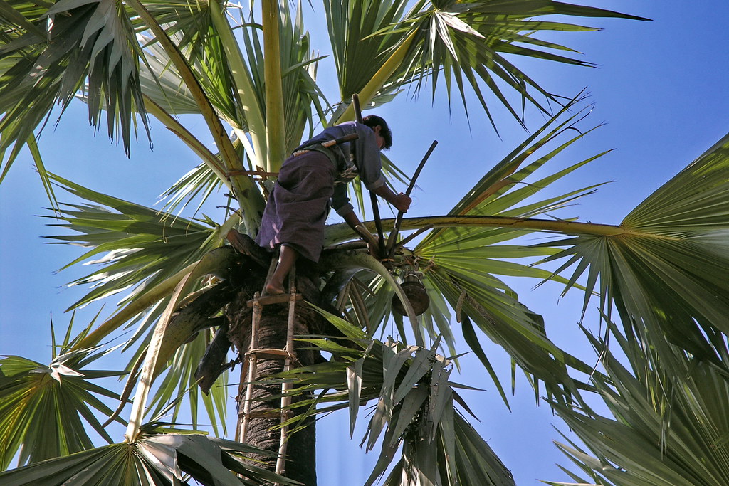 palm wine