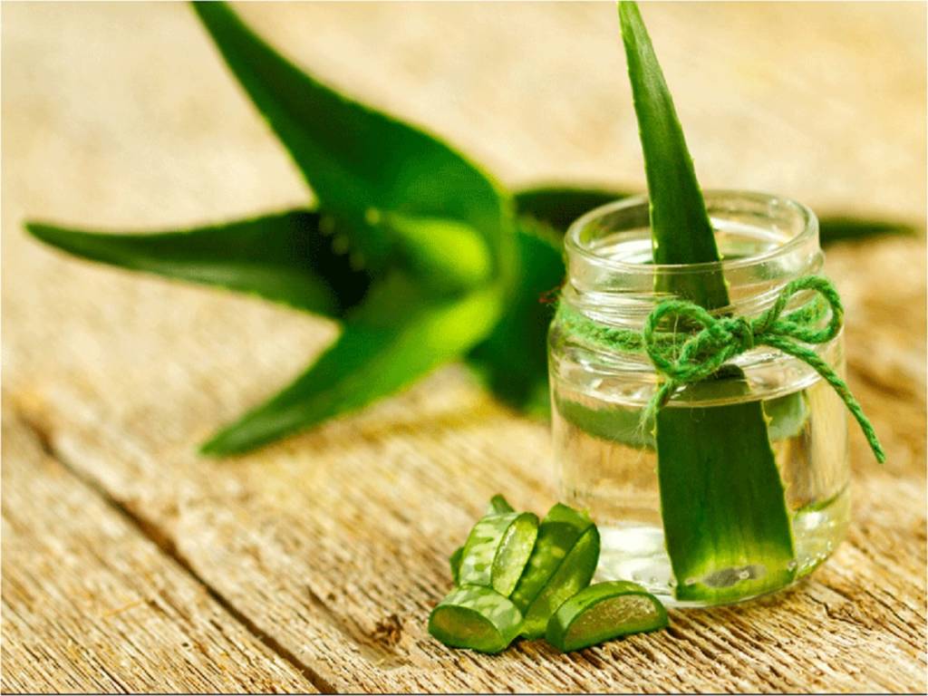 Aloe Vera- The Coolant