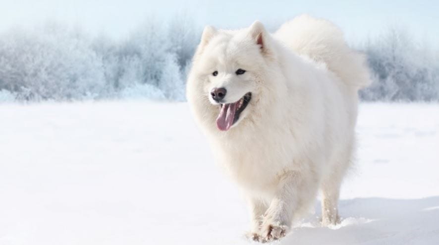 Samoyed