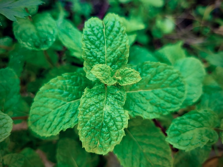 Mint