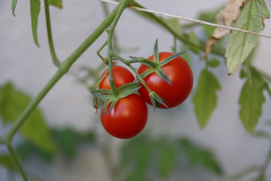 fresh tomatoes
