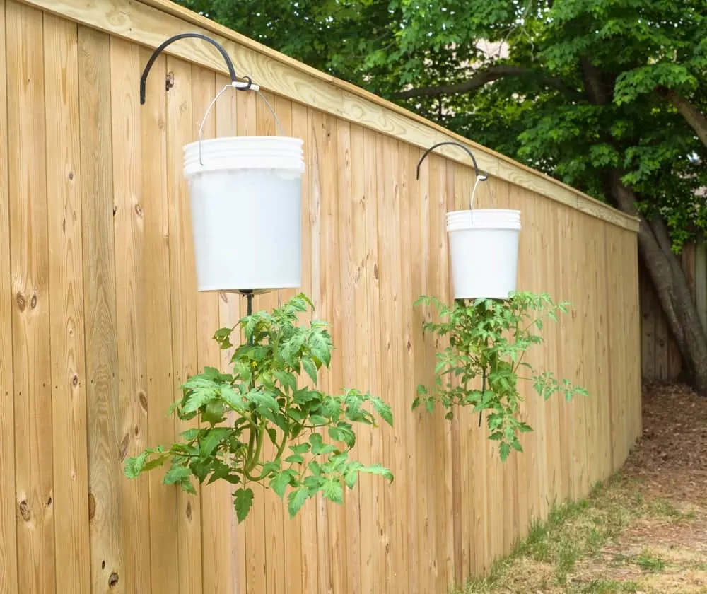 Tomato Plants