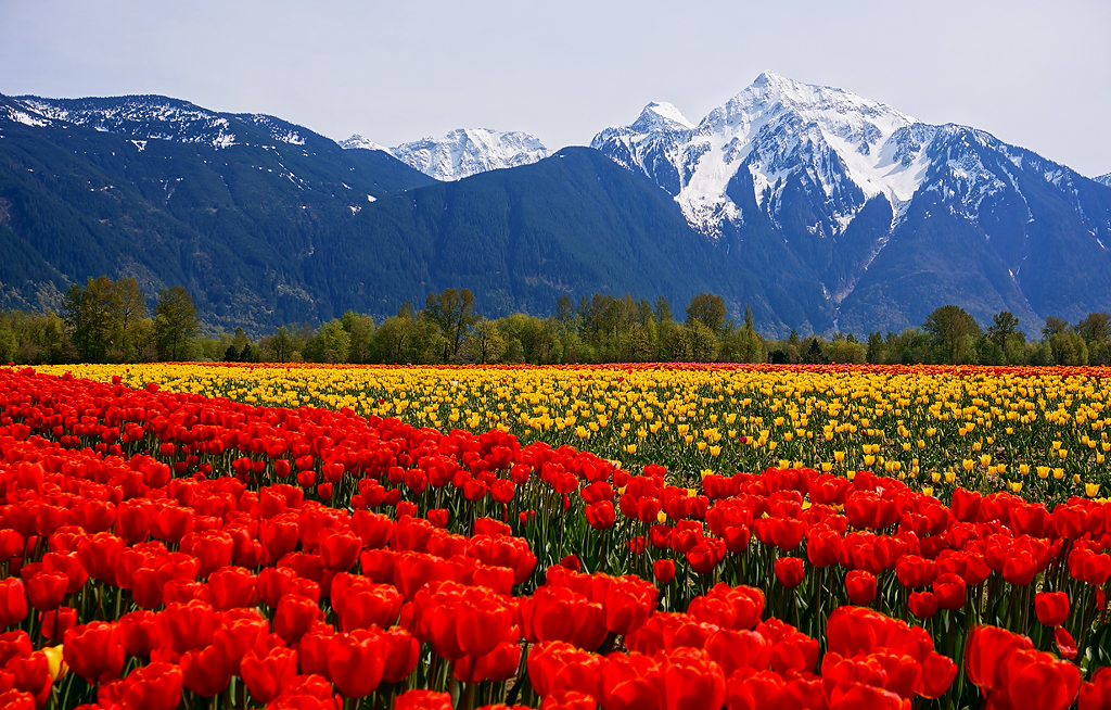 Flower field