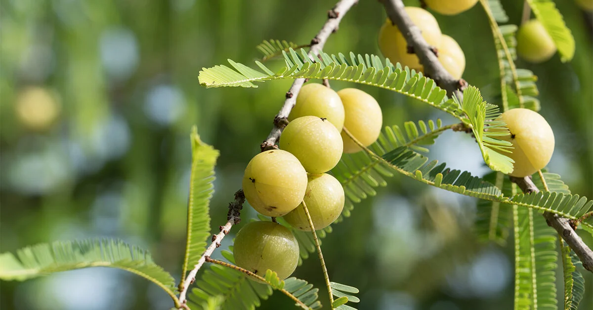 Indian Gooseberry