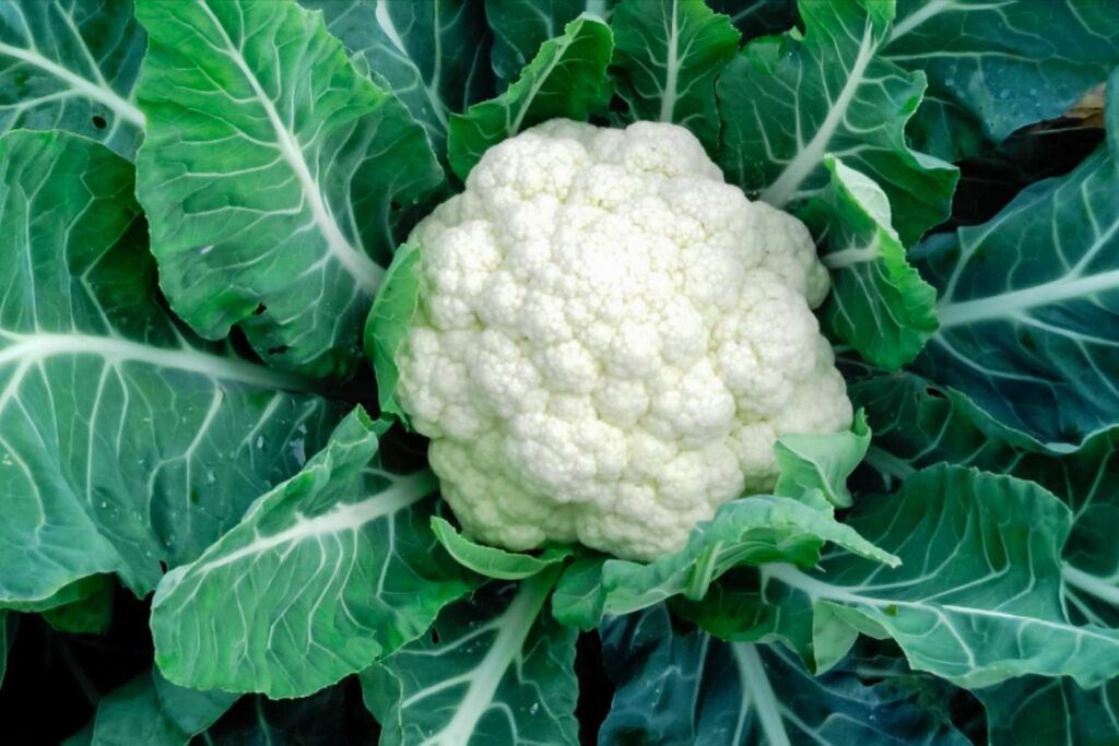 Cauliflower-leaves