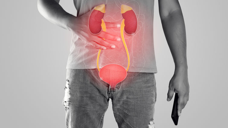 Kidney and urethra illustration on the men body against a gray background