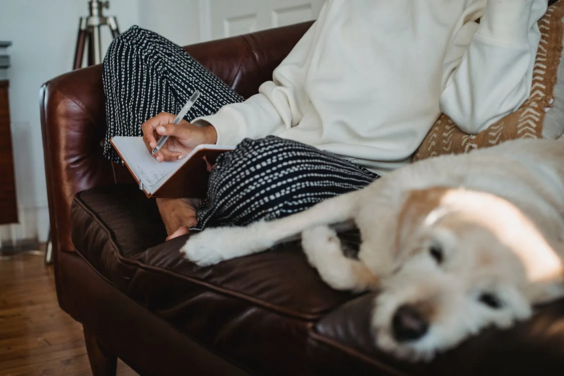 Lazy dog resting on sofa 