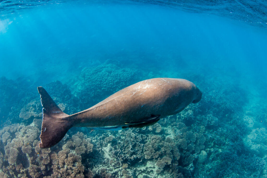 Ningaloo 