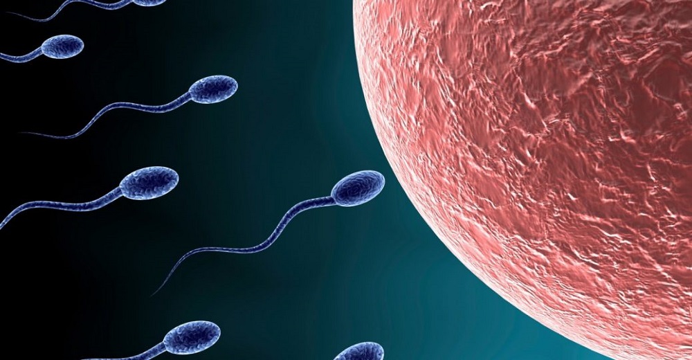 Male Infertility 