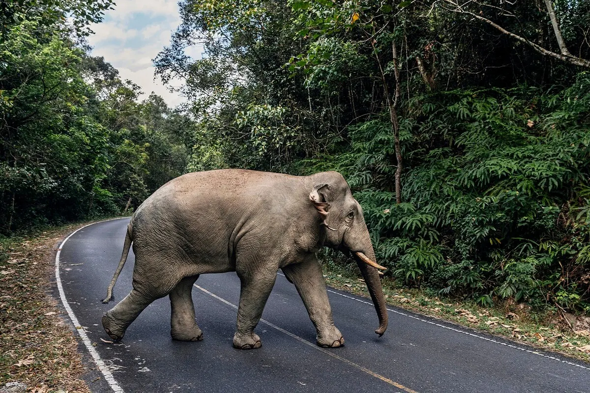 Khao Yai National Park