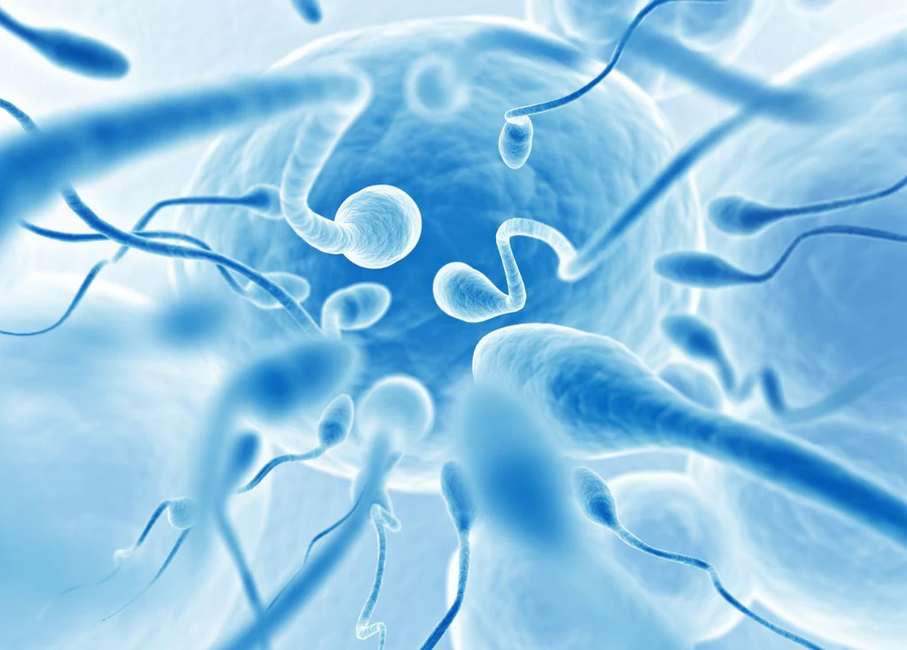 Body Weight and Sperm Count 