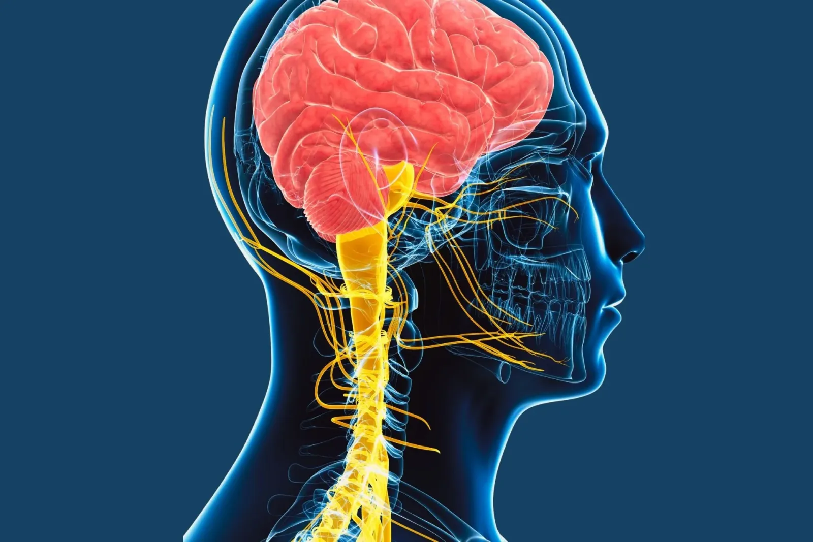 vagus nerve 