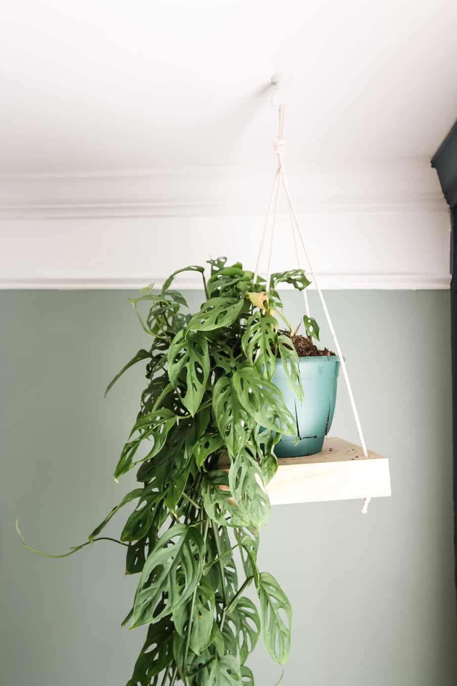 hanging plant shelf